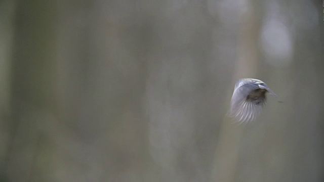 大山雀(Parus major)飞行视频素材