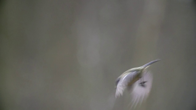 大山雀(Parus major)飞行视频素材