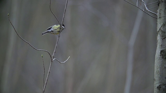 大山雀(Parus major)飞行视频素材