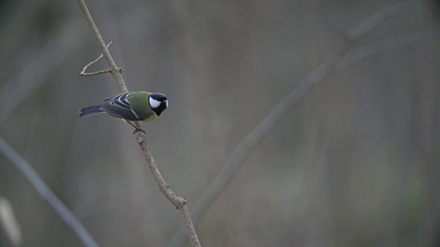 大山雀(Parus major)飞行视频素材