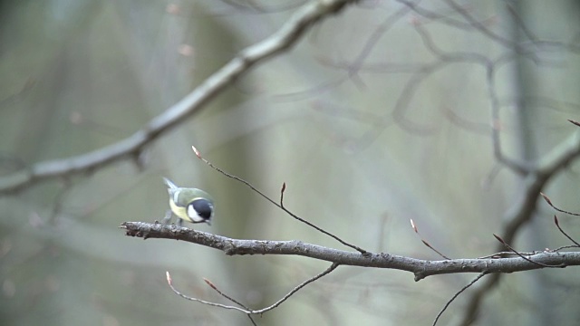 大山雀(Parus major)从枝上滴下视频素材