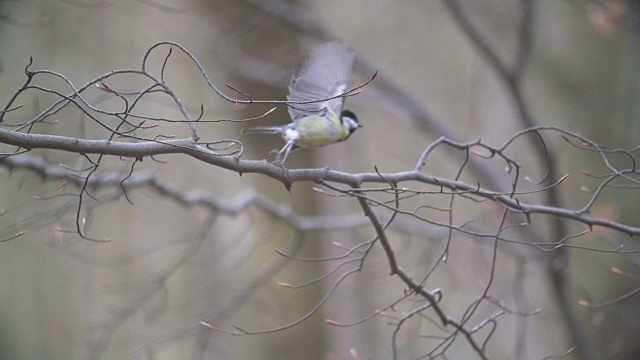 大山雀(Parus major)飞行视频素材