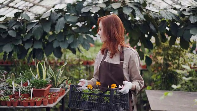 一个漂亮的年轻女人正拿着花盆里的花在温室里，看着美丽盛开的植物微笑着。她女儿正在播放背景音乐。视频素材