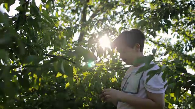 少年吃樱桃视频素材