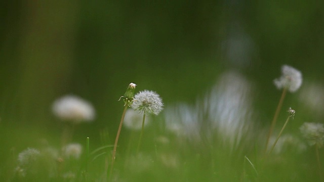 蒲公英植物夏季视频素材