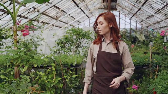 年轻漂亮的女人花商在围裙通过大温室抱着桶和环顾绿色植物和美丽的花。视频素材