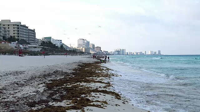 加勒比海海水海岸和海鸥视频素材