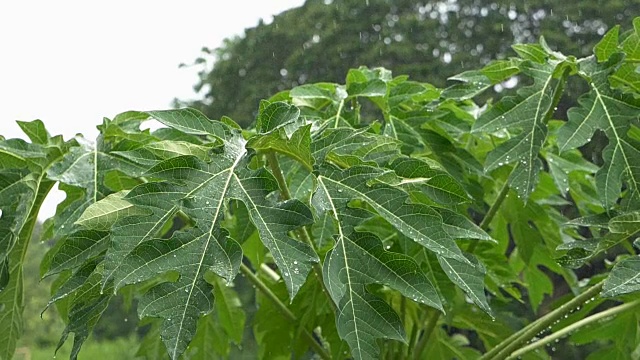 暴雨视频素材