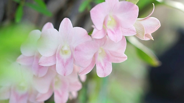 美丽的粉红色兰花花随着风吹着视频素材