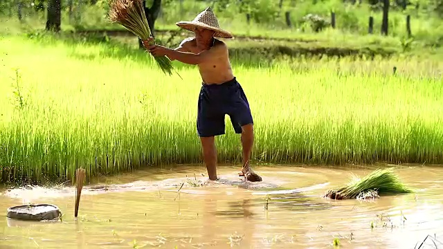 农民在雨季种植水稻。他被水和泥浸透，准备播种。视频素材