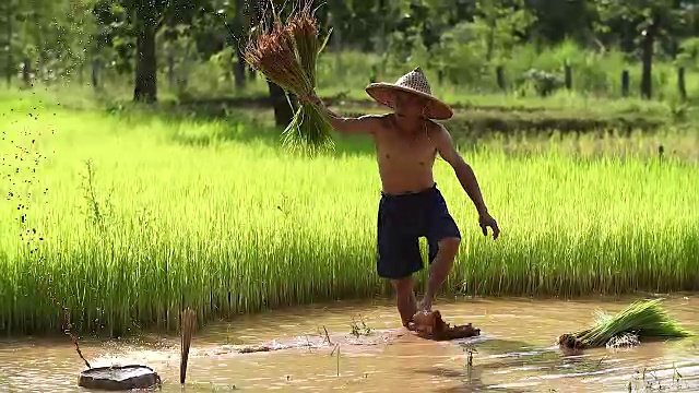 农民在雨季种植水稻。他被水和泥浸透，准备播种。视频素材