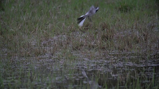 白鹡尾(Motacilla alba)从沼泽飞行视频素材