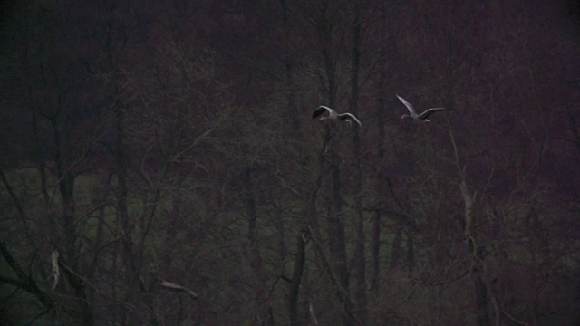 灰鹭(Ardea cinerea)一起飞过沼泽视频素材