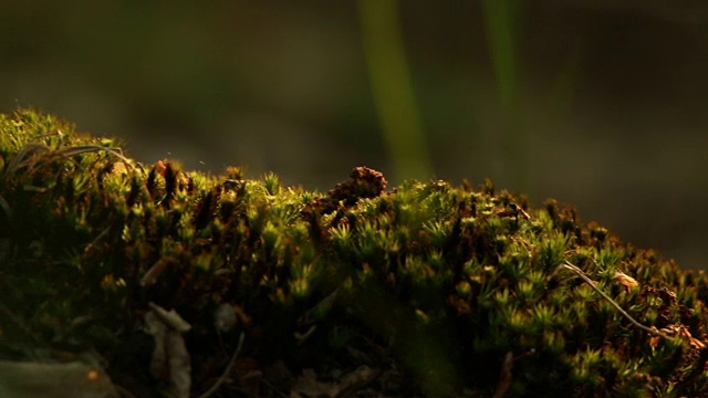 苔藓森林地面的细节视频素材