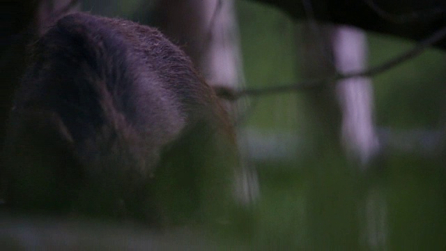 野猪在森林地面觅食视频素材