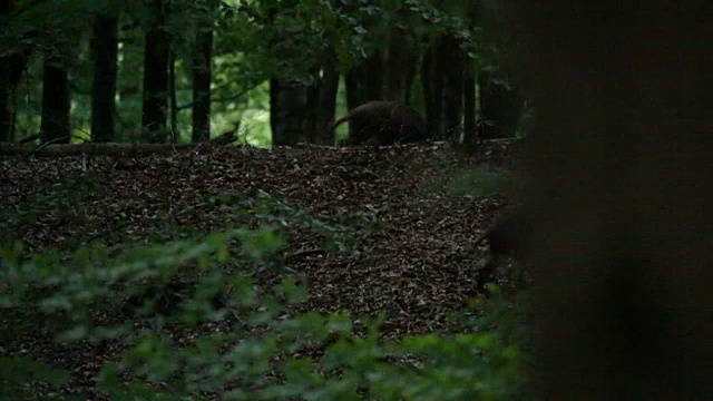 野猪在森林里觅食视频素材