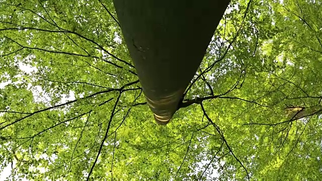 绿叶遮蔽了天空视频素材