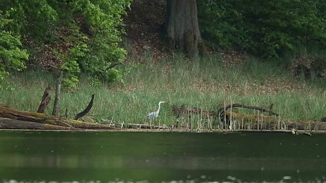 苍鹭(Ardea cinerea)在河边的高草中涉水而过视频素材