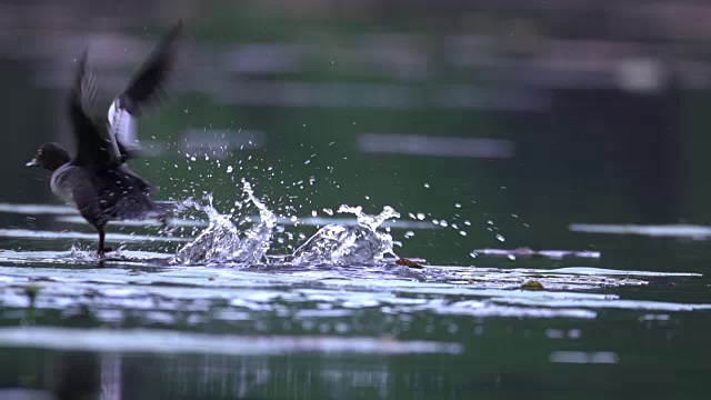 更大的鲷鱼(Aythya marila)从水中逃走视频素材