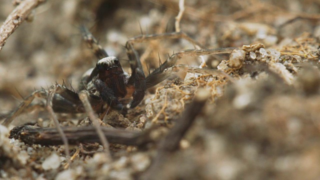 沙与草之间的蜘蛛狼。视频素材