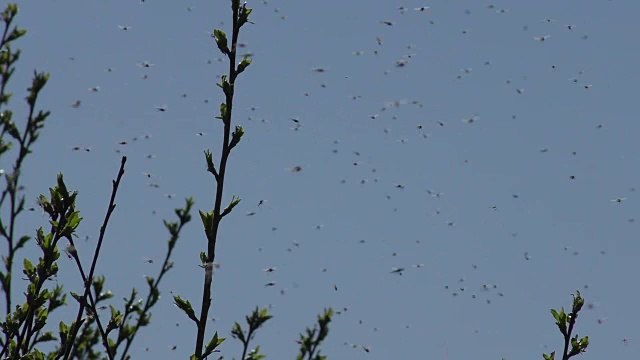 蚊子视频素材