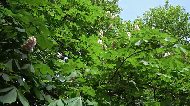 栗子的叶子和花视频素材