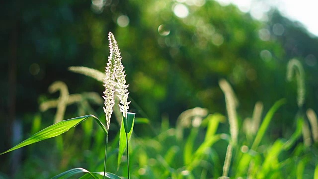 山草花日落风。视频素材