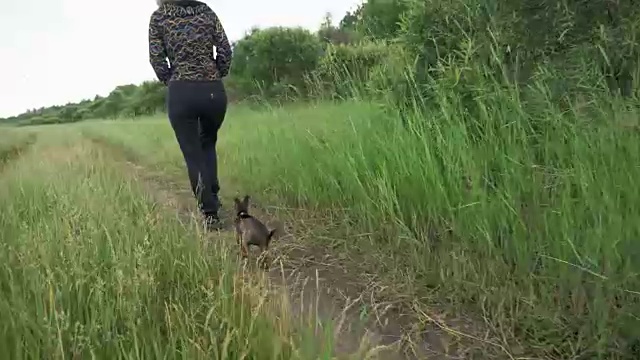 狗在草地上奔跑，追逐移动的摄像机，慢动作拍摄。视频素材