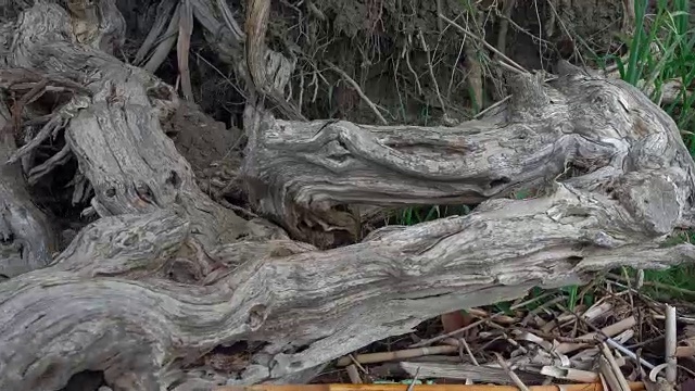 摄像机沿着干枯的老树根移动视频素材