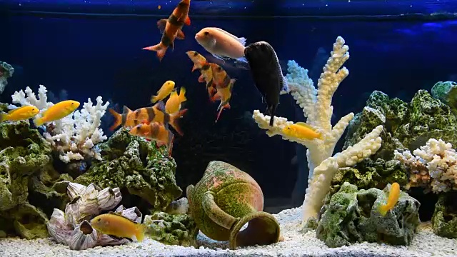 在淡水水族馆里喂鱼视频下载