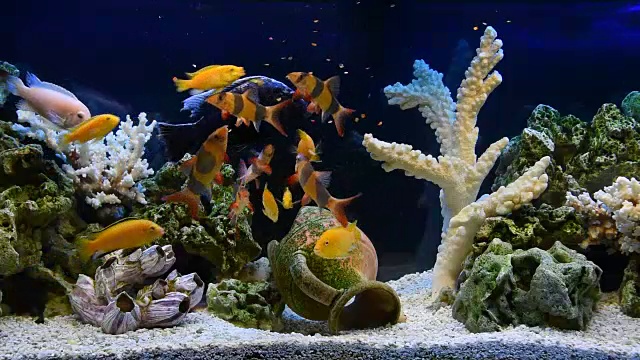 在淡水水族馆里喂鱼视频下载