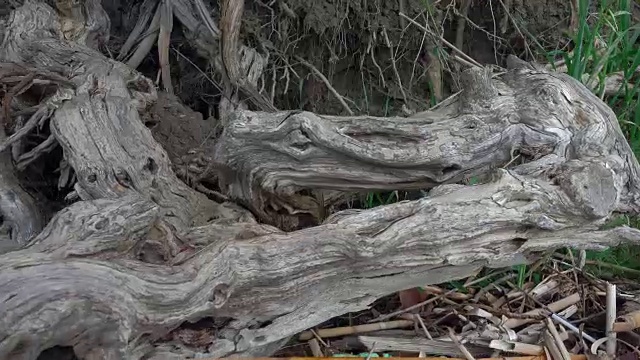 摄像机沿着干枯的老树根移动视频素材