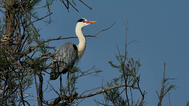 灰鹭，Ardea cinerea, Camargue，法国视频素材