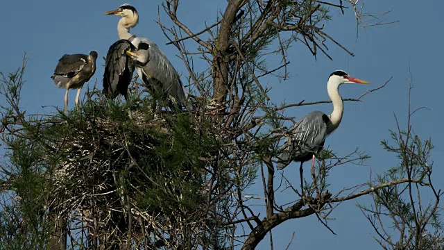 灰鹭，Ardea cinerea, Camargue，法国视频素材