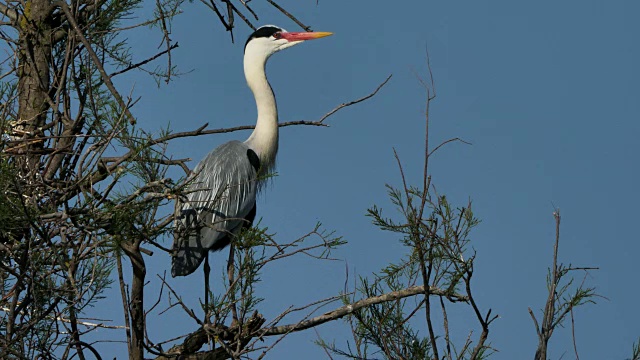 灰鹭，Ardea cinerea, Camargue，法国视频素材