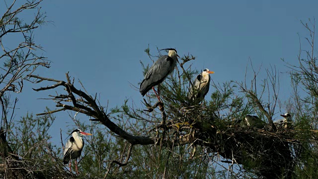 灰鹭，Ardea cinerea, Camargue，法国视频素材