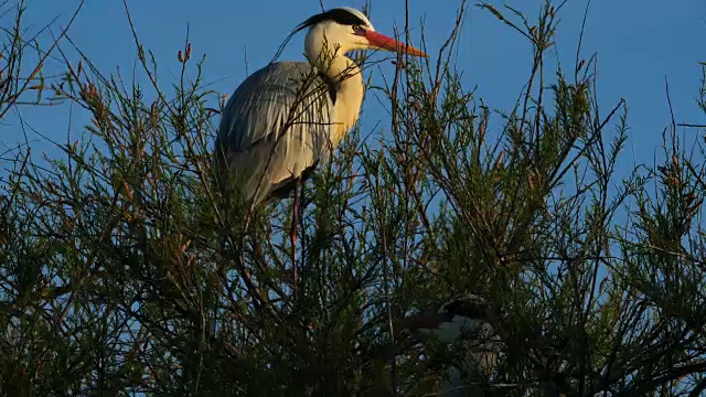 灰鹭，Ardea cinerea, Camargue，法国视频素材