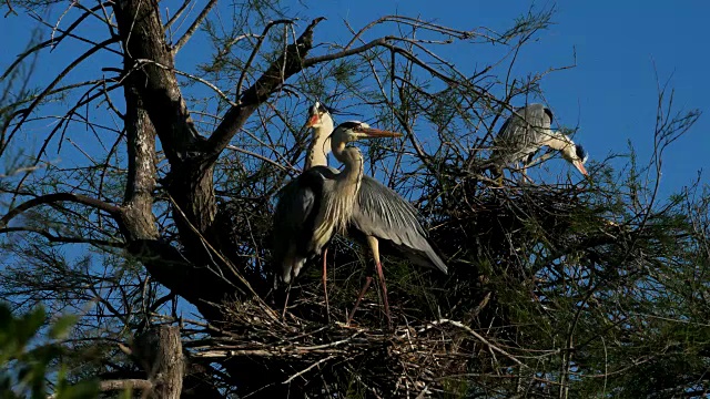 灰鹭，Ardea cinerea, Camargue，法国视频素材