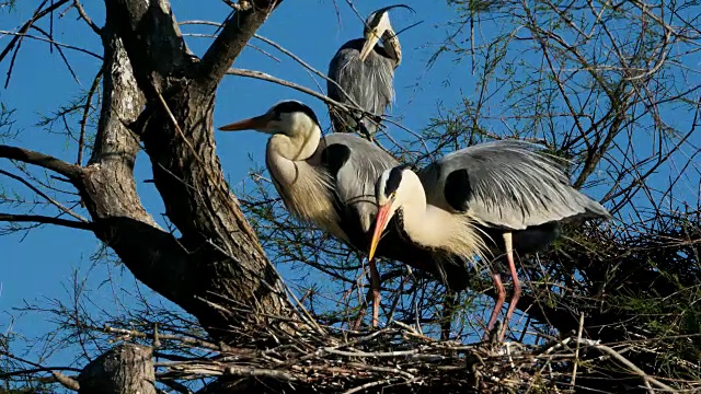 灰鹭，Ardea cinerea, Camargue，法国视频素材