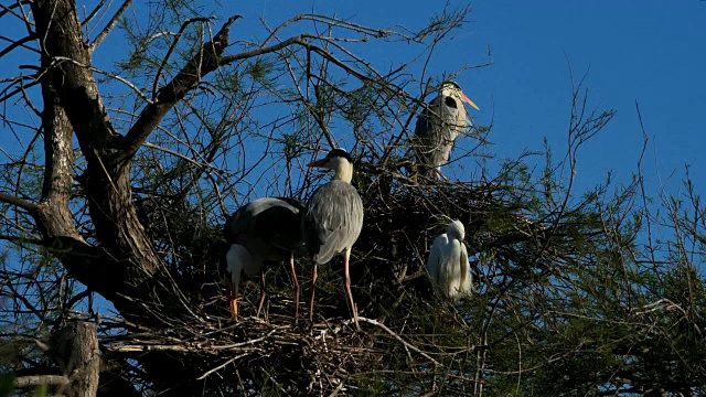 灰鹭，Ardea cinerea, Camargue，法国视频素材