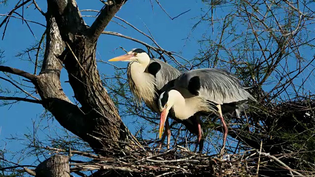 灰鹭，Ardea cinerea, Camargue，法国视频素材