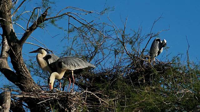 灰鹭，Ardea cinerea, Camargue，法国视频素材