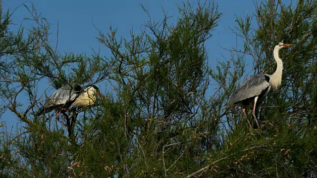 灰鹭，Ardea cinerea, Camargue，法国视频素材