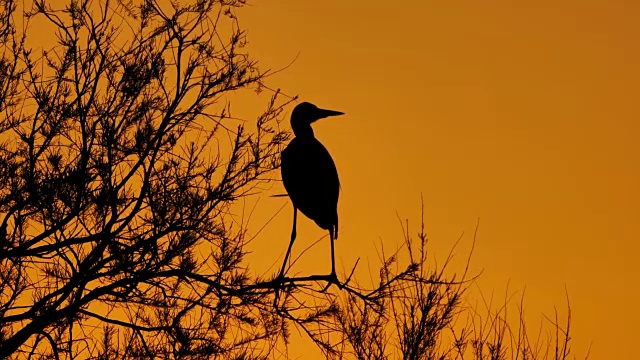 灰鹭，Ardea cinerea, Camargue，法国视频素材