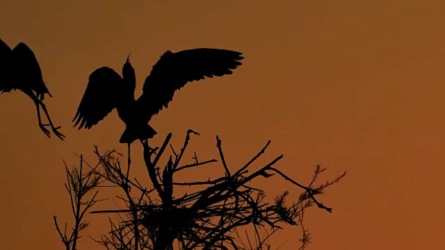 灰鹭，Ardea cinerea, Camargue，法国视频素材