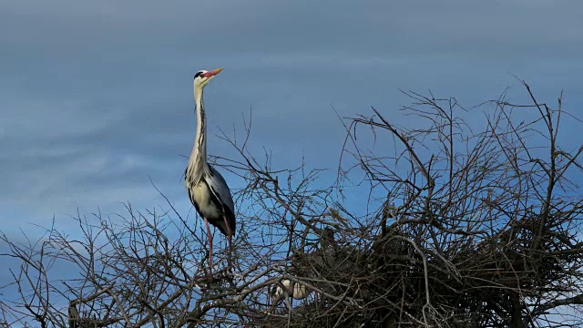 灰鹭，Ardea cinerea, Camargue，法国视频素材