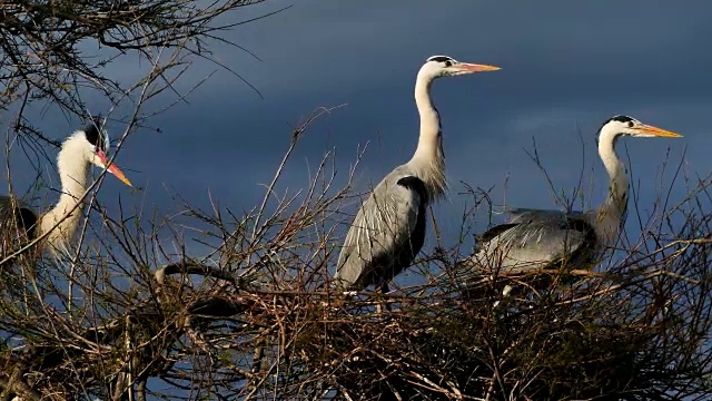 灰鹭，Ardea cinerea, Camargue，法国视频素材