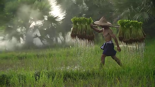 农民在雨季种植水稻。他被水和泥浸透，准备播种。视频素材