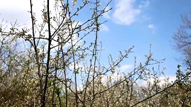 早春开花的果树视频素材