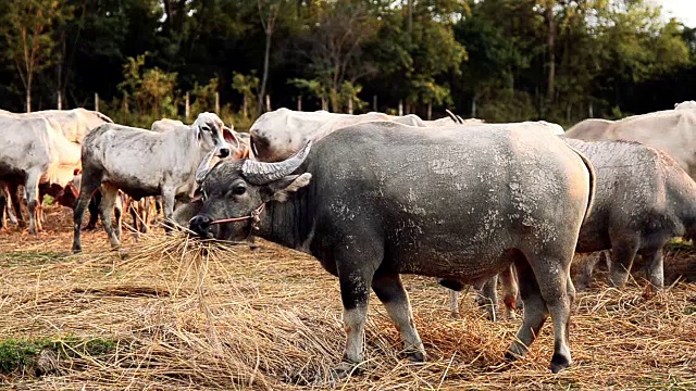 ฺ水牛和奶牛在日落草地上吃草视频素材
